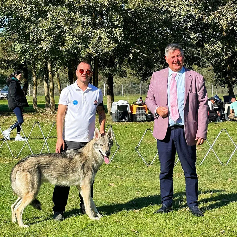 Yavru köpek sosyalizasyon eğitimi