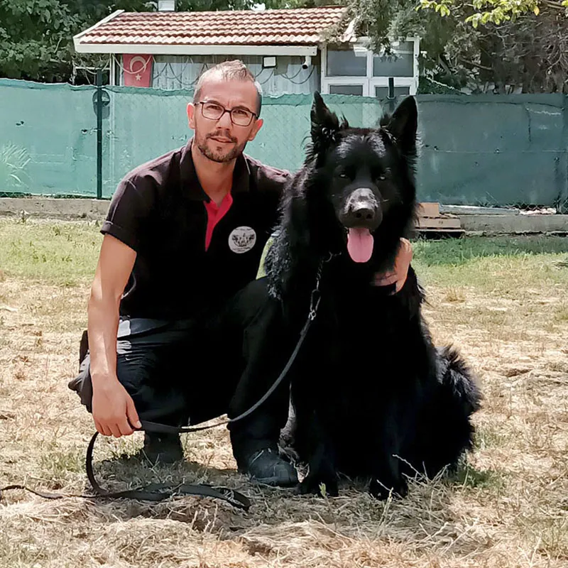 IGP eğitimi alan çoban köpeği